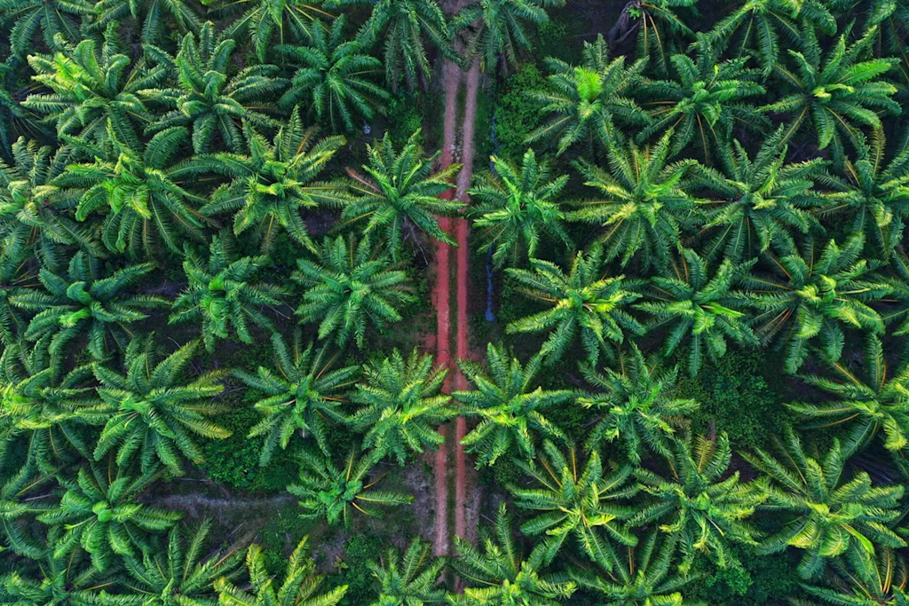 palm oil sustainability supply chain aerial jungle blog