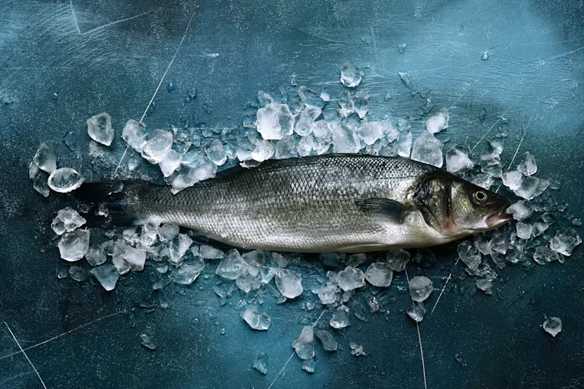 seafood-fish-sea-bass-supply-chain-blog.jpg