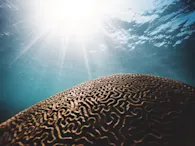 Image / en / Mapping the depths: it’s time to get to know our ocean