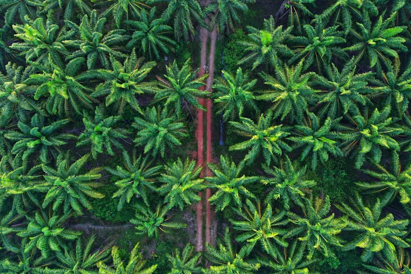 palm oil sustainability supply chain aerial jungle blog.jpg