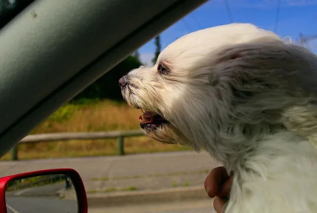 dogcar blog