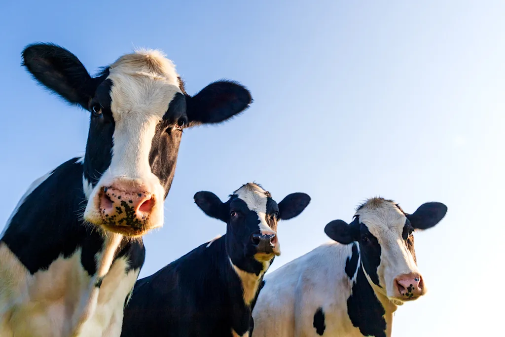 cows blog