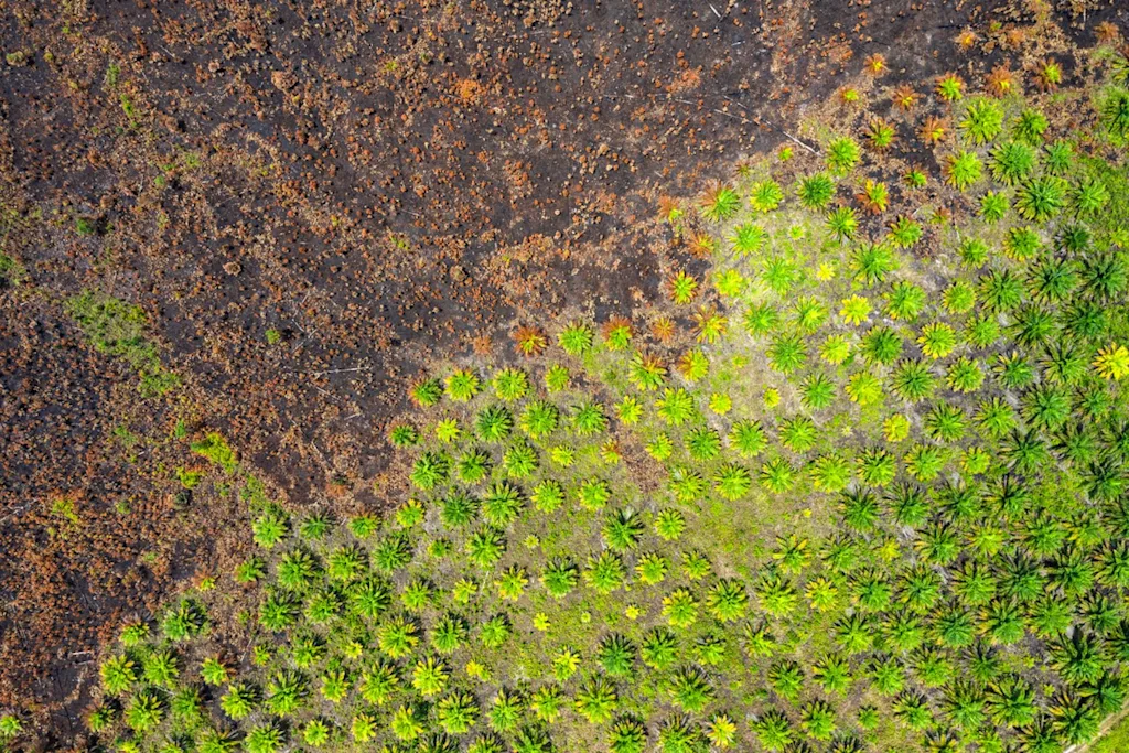 palm oil sustainability deforestation aerial blog